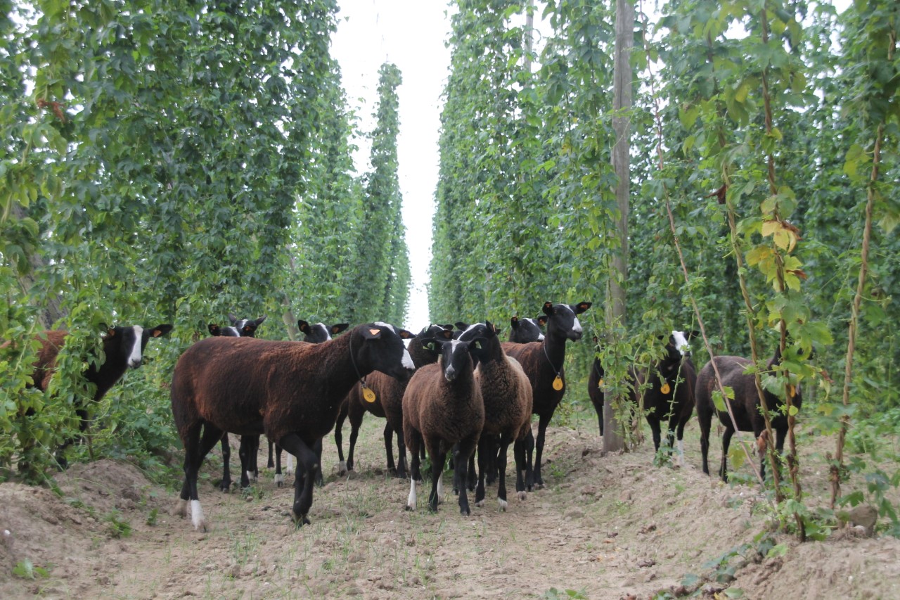 Zwartbles Sheep in hops