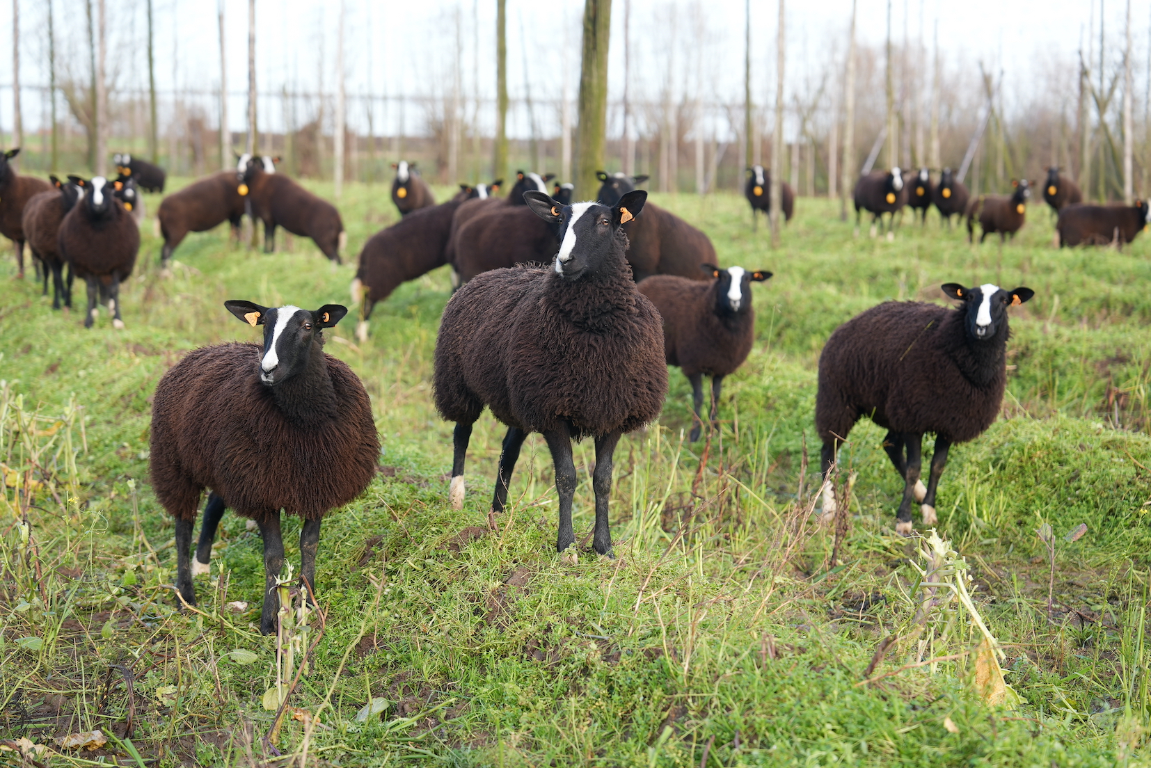 zwartbles in groenbemester