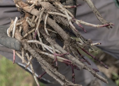 hop rhizomes hop rhizomes