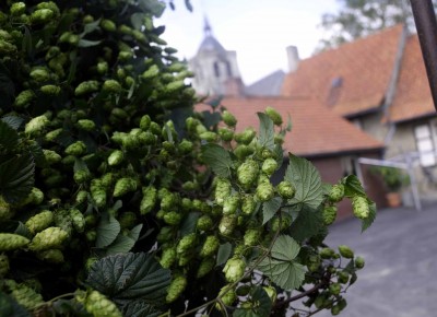hoppecruyt hopbloemen
