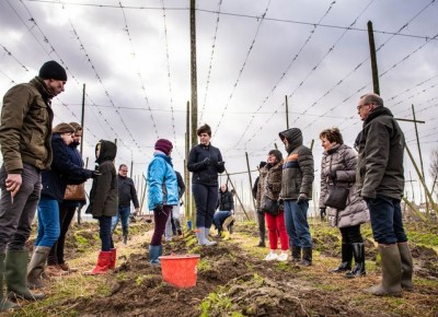 Hopscheuten plukken Hopscheuten plukken
