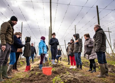 Hopscheuten plukken