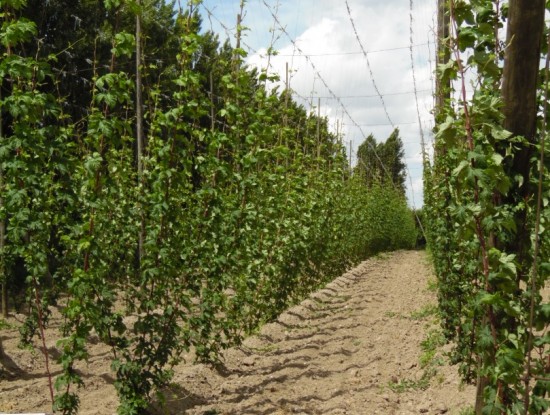 Agroforestry