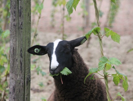 Zwartbles Schafen