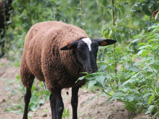Zwartbles Sheep