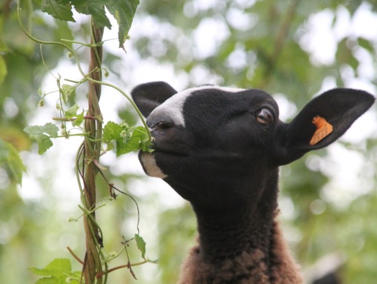 Zwartbles sheep