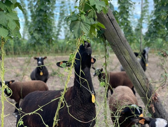 Zwartbles Sheep