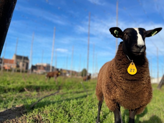 Zwartbles Sheep
