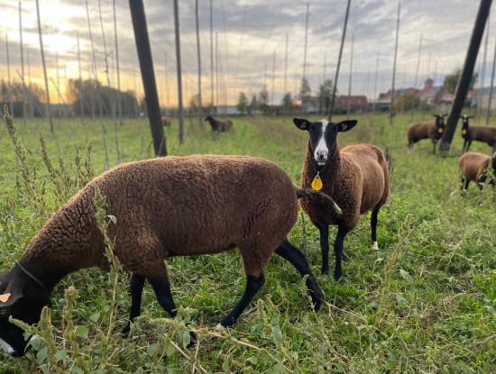 Zwartbles Sheep