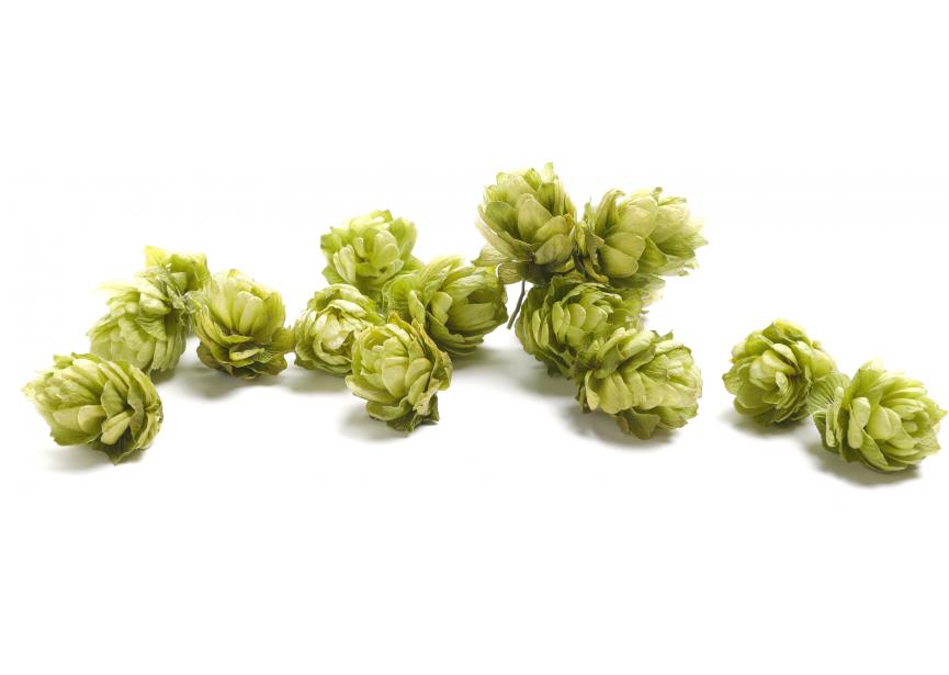 Hop Cones