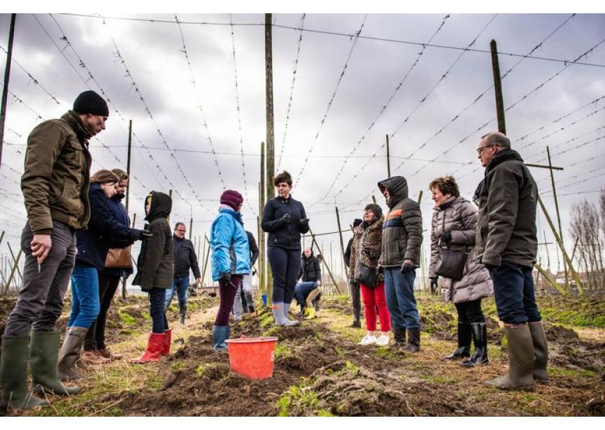 Hopscheuten plukken