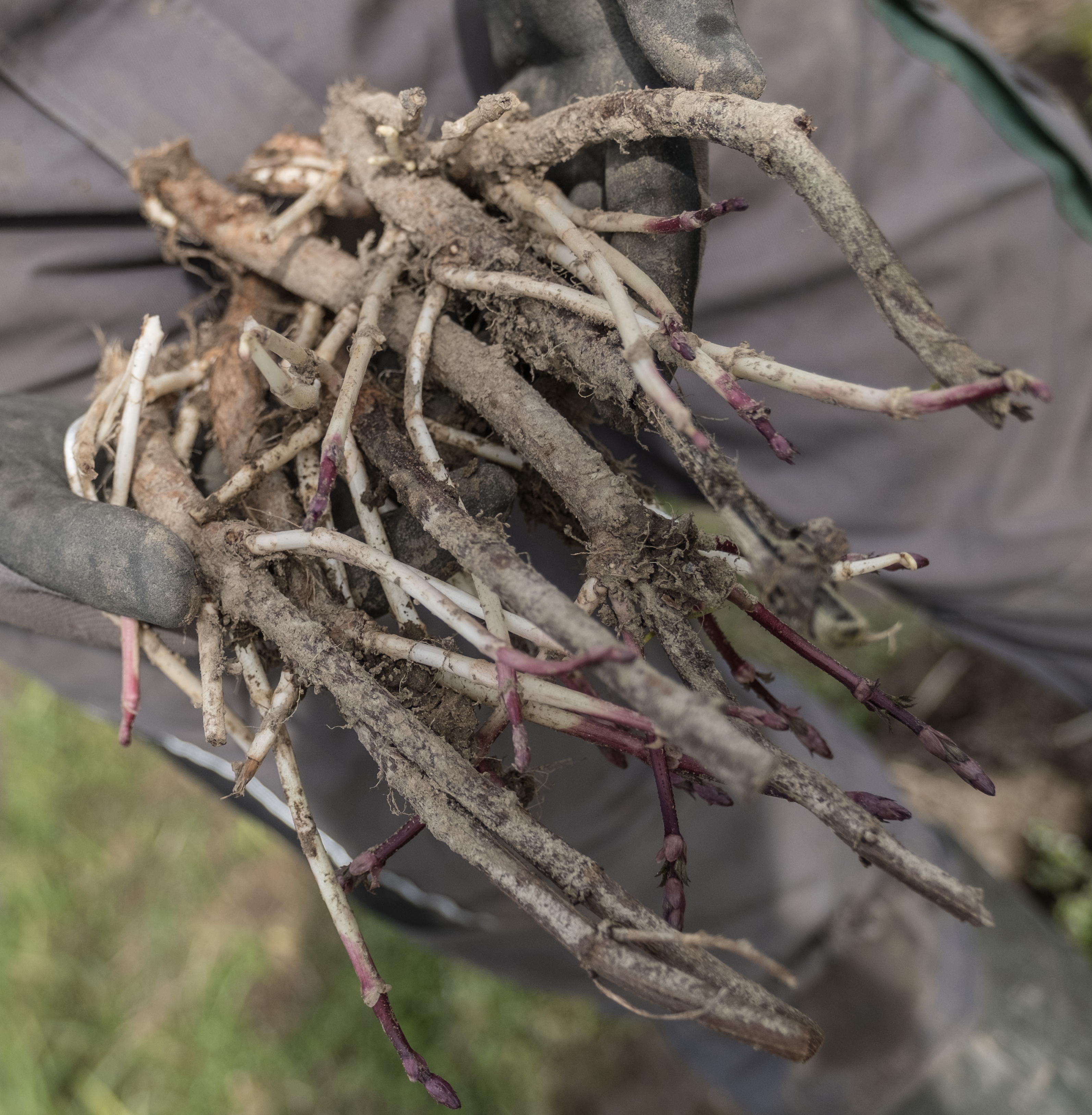 Hop rhizomes Hop rhizomes �t Hoppecruyt